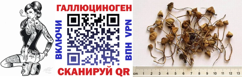 Псилоцибиновые грибы GOLDEN TEACHER  купить наркоту  Бодайбо 